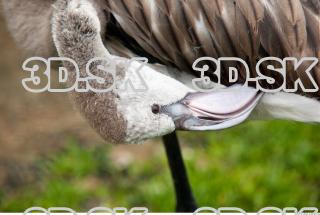 Head texture of gray flamingo 0008